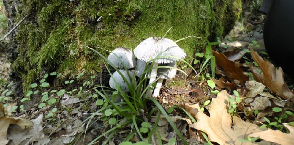 Δεύτερη Γιορτή Μανιταριού στην Καλαμπάκα